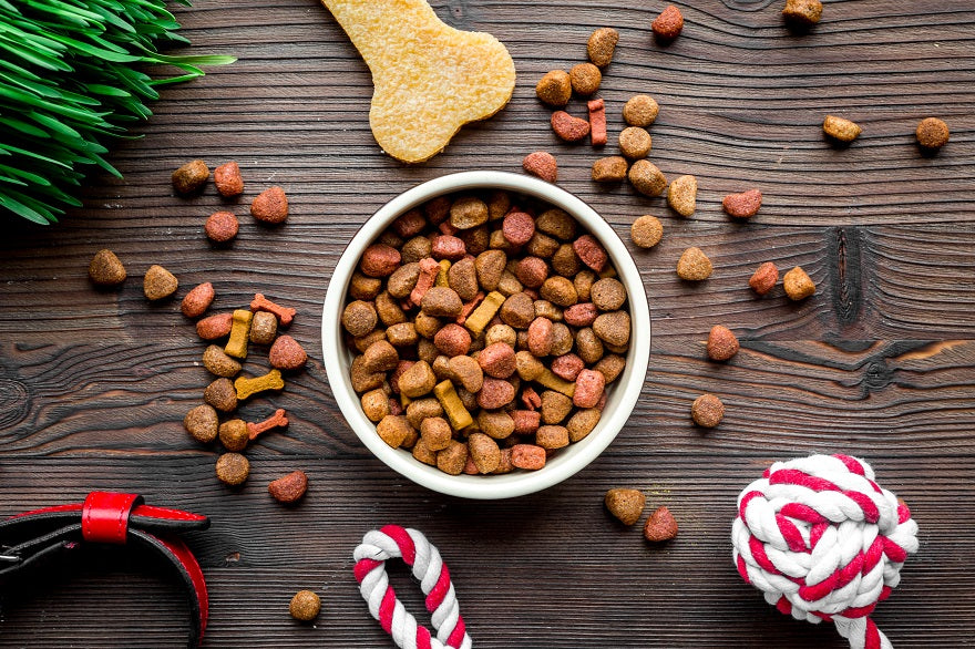 Feed Me! Human Foods for Your Dogs