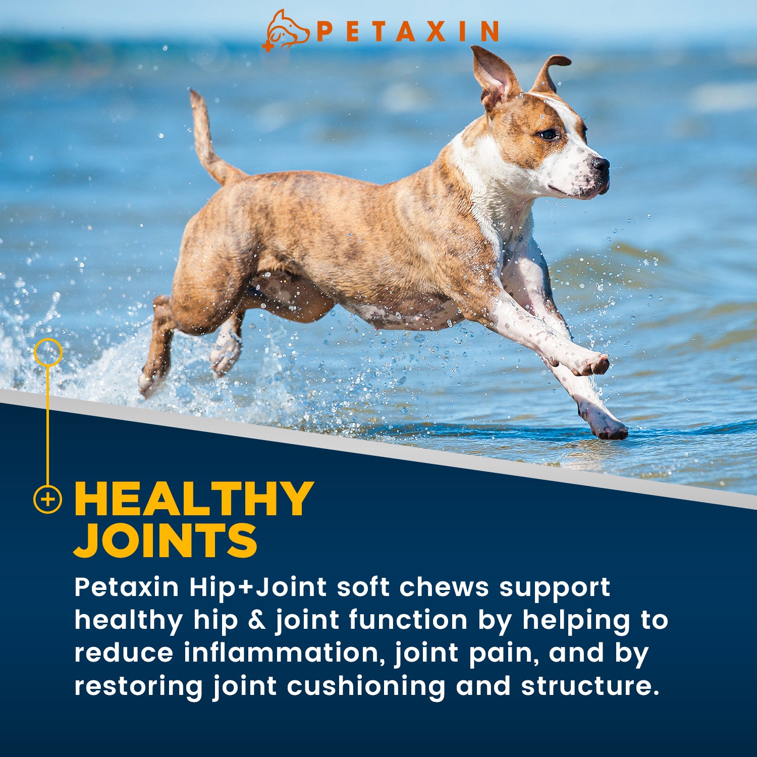 Petaxin Hip + Joint Support
