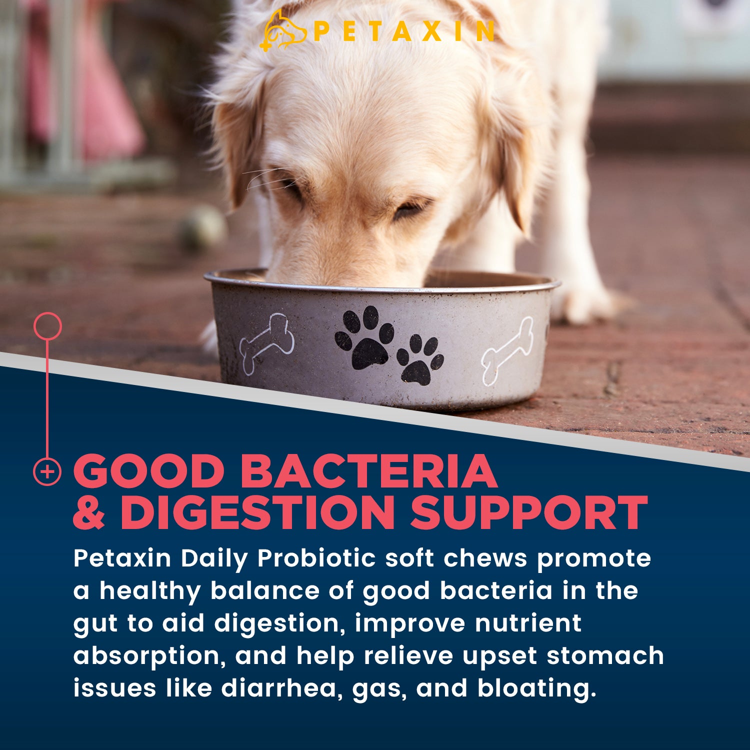Petaxin Daily Probiotic