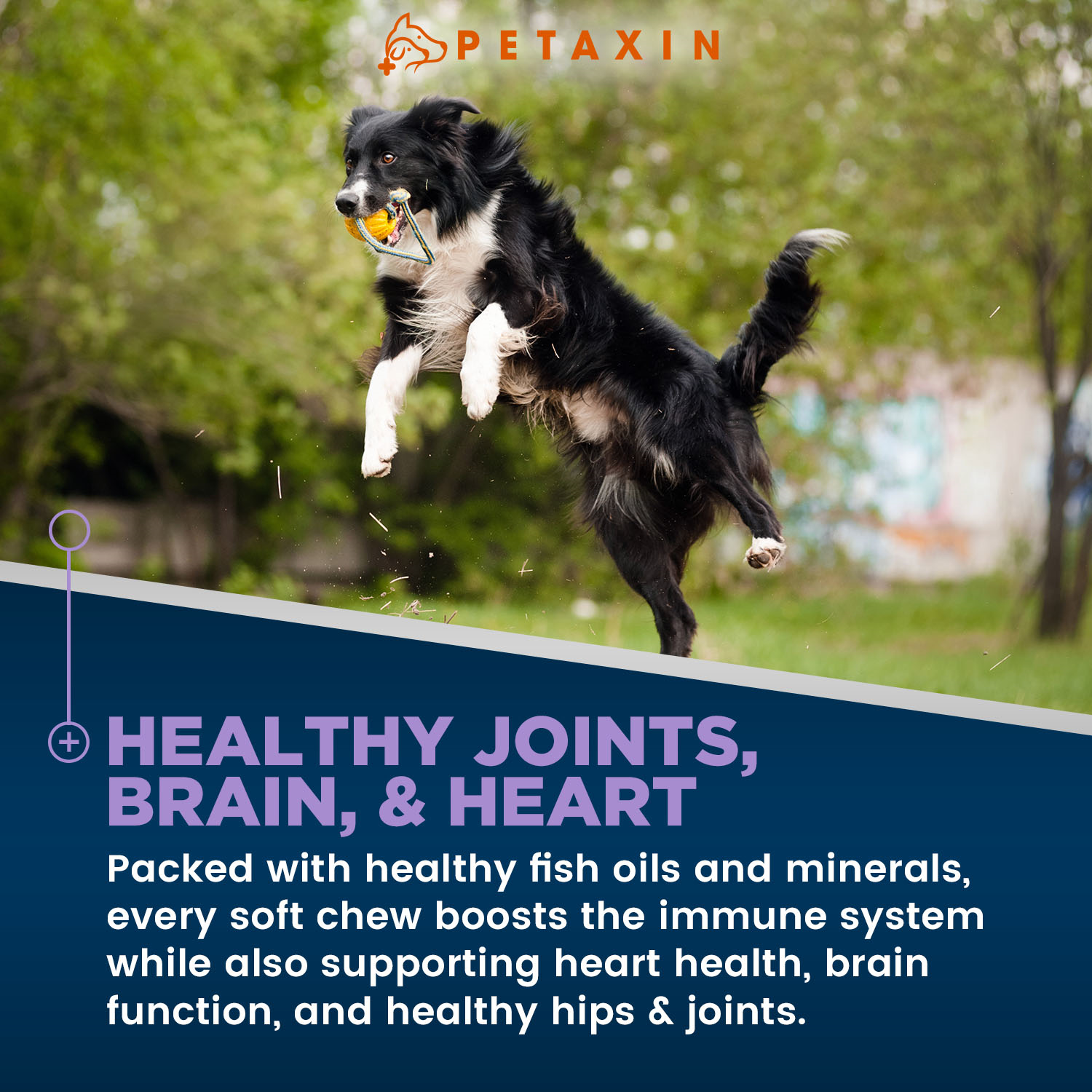 Petaxin Omega Care